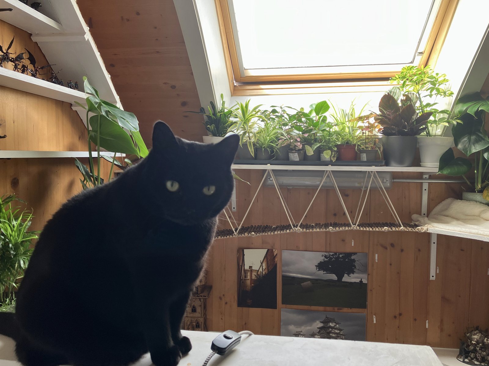 A black cat sitting in a loft studio, with painted miniatures on the shelves behind her and plants along the skylight